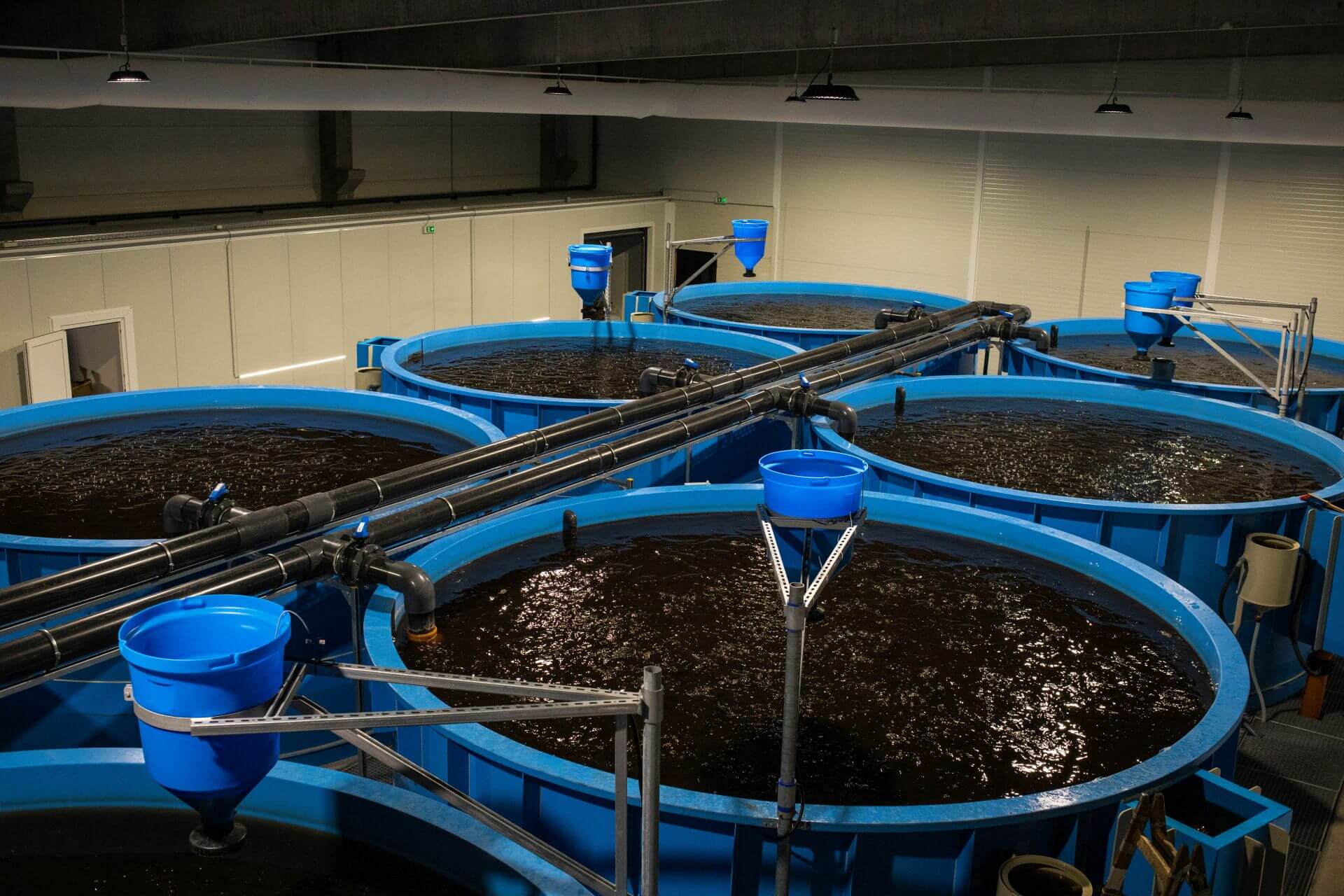 Market fish farming system